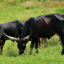 Tanganyika and Victoria Lakes